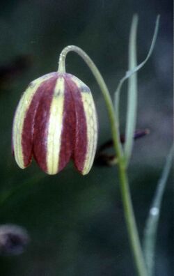 Fritillaria messanensis.jpg