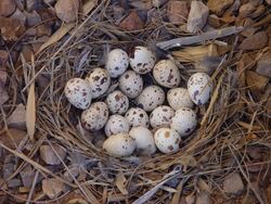 Gambel's Quail nest with 18 eggs, San Tan Valley, Az, March 31, 2013.JPG