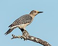 Golden-fronted Woodpecker (34799309292).jpg