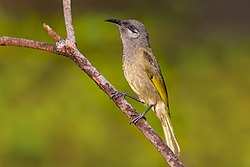 Grey-eared Honeyeater 0A2A6056.jpg