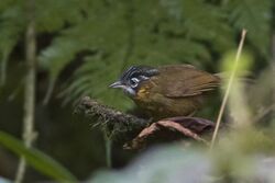 Grey-throated babbler Zuluk East Sikkim Sikkim India 24.05.2015.jpg