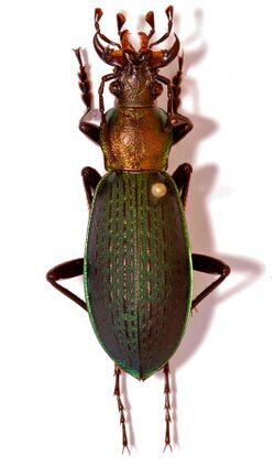 Ground Beetle (Coptolabrus jankowskii lii) male (8554331517).jpg