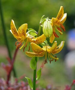 Hanson's Lily Lilium hansonii Flowers 1842px.jpg