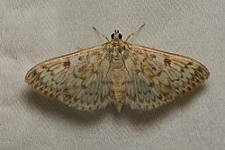 Herpetogramma aquilonalis.jpg