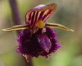 Labelle Bulbophyllum fayi J.J.Verm (14).jpg