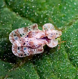 Lace bug - Pennsylvania.jpg