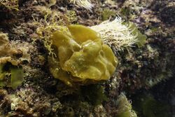 Ladrona de ostras (Colpomenia peregrina), Parque natural de la Arrábida, Portugal, 2020-07-23, DD 15.jpg