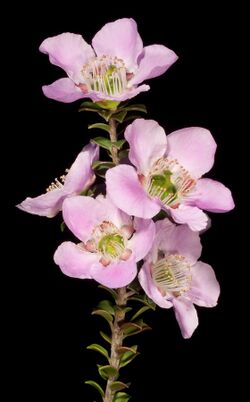 Leptospermum rotundifolium - Flickr - Kevin Thiele.jpg