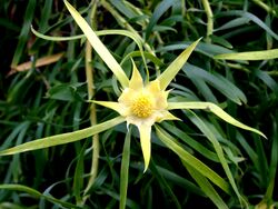 Leucadendron eucalyptifolium 2 RBGK.JPG