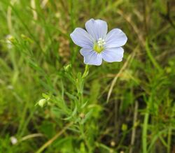 Linum pratense.jpg