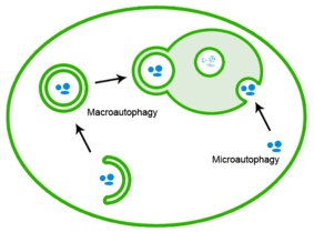 Macro-micro-autophagy.gif
