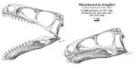 Masiakasaurus knopfleri skull reconstruction.jpg