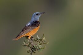 A Common rock thrush on a branch
