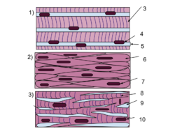 Muscle Tissue (1).svg