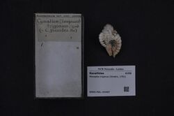 Naturalis Biodiversity Center - RMNH.MOL.193487 - Monoplex trigonus (Gmelin, 1791) - Ranellidae - Mollusc shell.jpeg