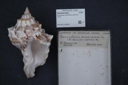 Naturalis Biodiversity Center - ZMA.MOLL.355032 - Tritonoharpa spec. - Cancellariidae - Mollusc shell.jpeg
