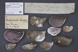 Naturalis Biodiversity Center - ZMA.MOLL.412739 - Ischadium recurvum (Rafinesque, 1820) - Mytilidae - Mollusc shell.jpeg