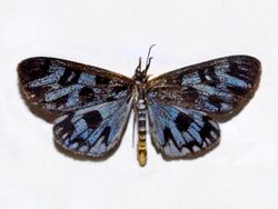 Noctuidae - Longicella mollis-1.JPG