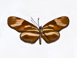 Nymphalidae - Eresia lansdorfi-001.JPG