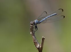 Odalisque (Epallage fatime), Achladeri Forest, Lesvos, Greece, 15.04.2015 (17144543268).jpg