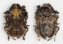 Onychocerus crassus (16316358664).jpg