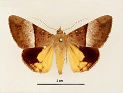 Oxyodes tricolor male dorsal.jpg