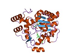 PDB 1q20 EBI.jpg