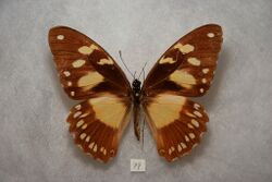 Papilio dardanus ochracea female.jpg