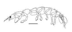 Paranthura astrolabium (10.3897-BDJ.8.e54748) Figure 2 (cropped).jpg