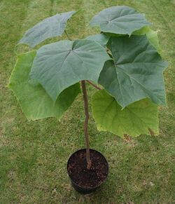 Paulownia elongata.jpg