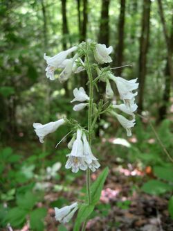 Penstemon brevisepalus.jpg