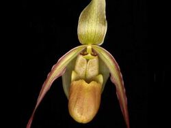 Phragmipedium chapadense 08.jpg