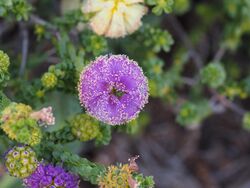 Phymatocarpus porphyrocephalus (flowers).JPG