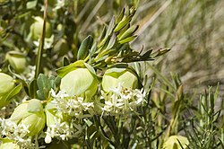 Pimelea bracteata.jpg