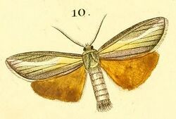 Pl.16-10-Sindris sganzini (Boisduval 1833).jpg