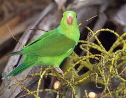 Plain Parakeet (Brotogeris tirica)4.jpg