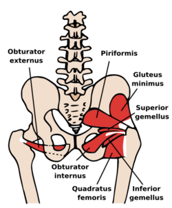 Posterior Hip Muscles 1.svg
