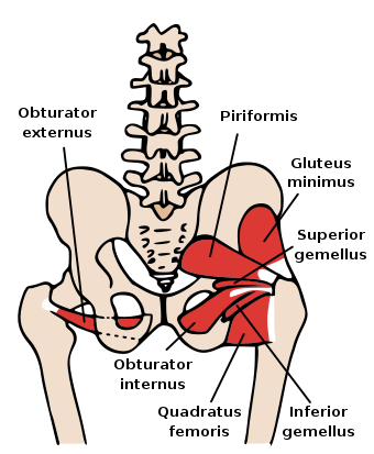 Posterior Hip Muscles 1.svg
