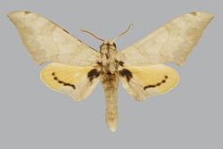 Pseudoclanis kenyae BMNHE270101 male up.jpg