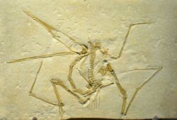 Pterodactylus antiquus - IMG 0681.jpg