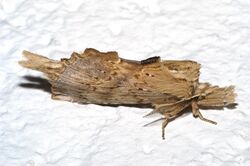 Pterostoma palpina1.jpg