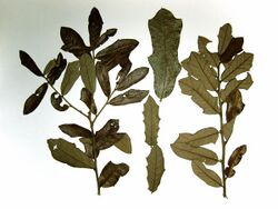 Quercus minima 1.JPG