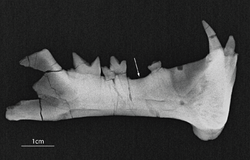 Radiograph of the left dentary of Diegoaelurus vanvalkenburghae (SDSNH 38343).png