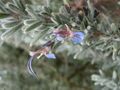 Rosmarinus × mendizabalii flowers.JPG