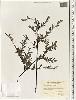 Salix cheilophila.jpg