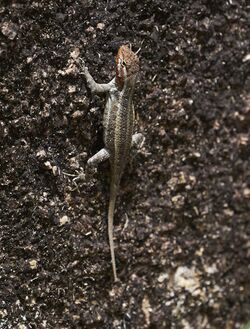 Sceloporus chrysostictus Belize 1.jpg