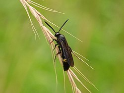 Scolia oculata (cropped).jpg