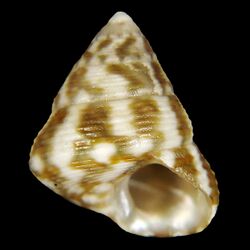 Seashell Jujubinus escondidus.jpg