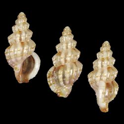 Shell Horaiclavus pulchellus.jpg