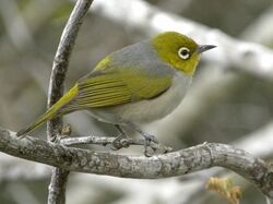 Silvereye, Capricorn.JPG